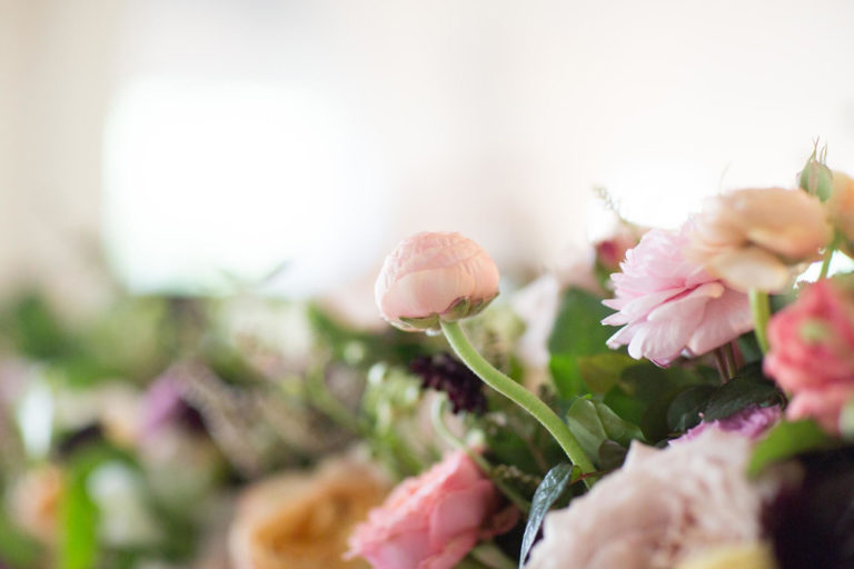 Close-up of pink garden roses